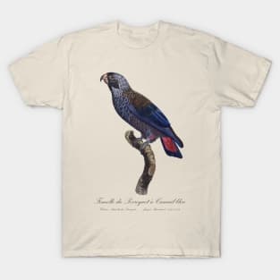 Dusky Parrot / Femelle du Perroquet a Camail Bleu - 19th century Jacques Barraband Illustration T-Shirt